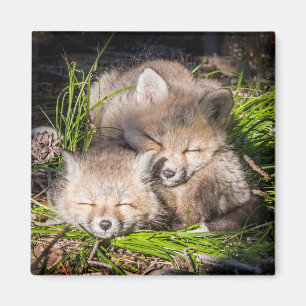 Cutest Baby Animals Baby Red Fox Kits Sleeping Magnet