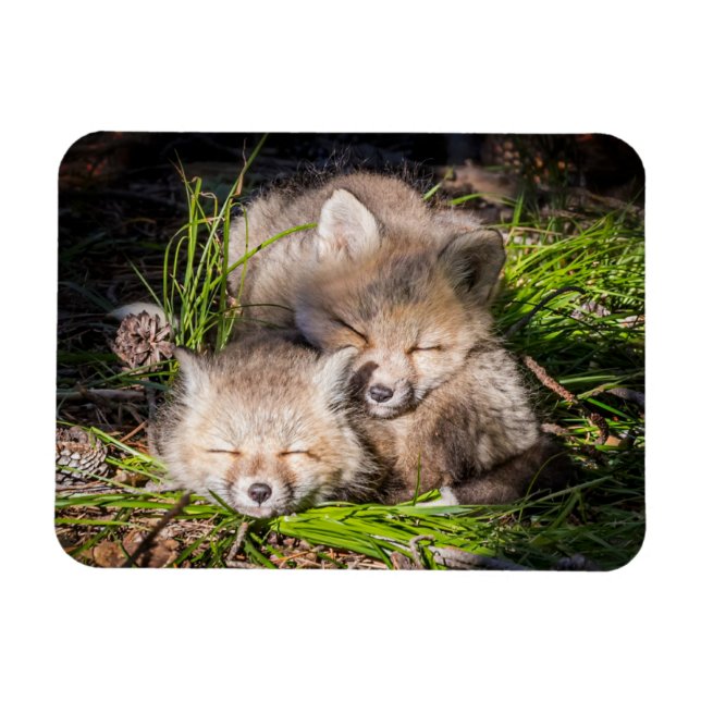 Cutest Baby Animals | Baby Red Fox Kits Sleeping Magnet (Horizontal)