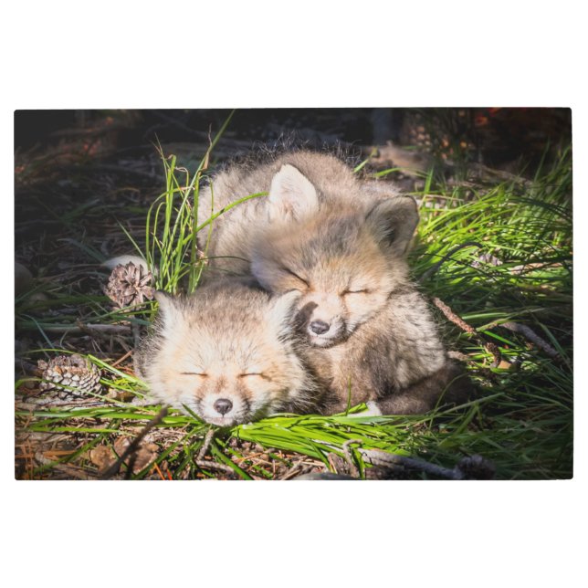 Cutest Baby Animals | Baby Red Fox Kits Sleeping Metal Print (Front)
