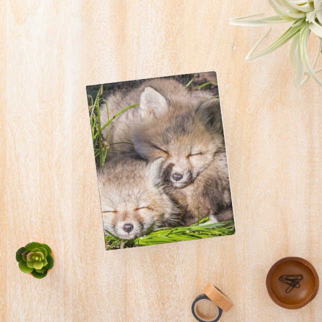 Cutest Baby Animals | Baby Red Fox Kits Sleeping Mini Binder (InSitu)