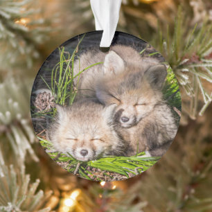 Cutest Baby Animals Baby Red Fox Kits Sleeping Ornament