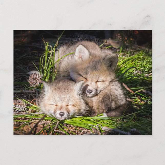 Cutest Baby Animals | Baby Red Fox Kits Sleeping Postcard (Front)