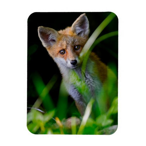 Cutest Baby Animals  Baby Red Fox Magnet