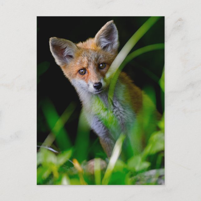 Cutest Baby Animals | Baby Red Fox Postcard (Front)
