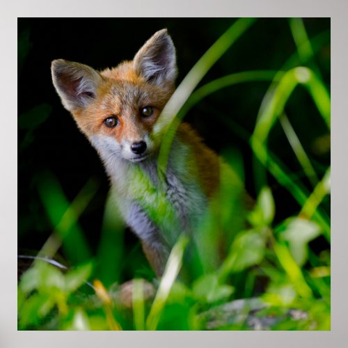 Cutest Baby Animals  Baby Red Fox Poster
