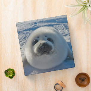 Cutest Baby Animals Baby Seal 3 Ring Binder