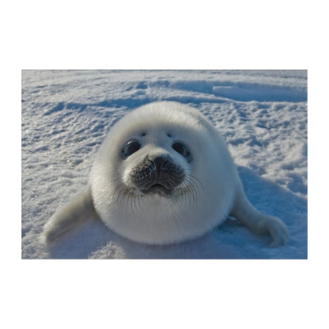 Cutest Baby Animals | Baby Seal Acrylic Print (Front)