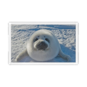 Cutest Baby Animals Baby Seal Acrylic Tray