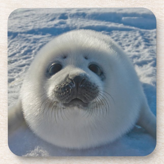 Cutest Baby Animals | Baby Seal Beverage Coaster (Front)