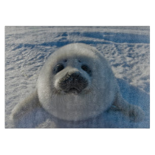 Cutest Baby Animals   Baby Seal Cutting Board