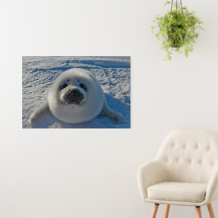Cutest Baby Animals   Baby Seal Foam Board