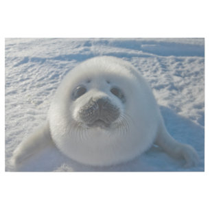 Cutest Baby Animals   Baby Seal Gallery Wrap