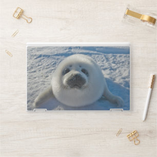 Cutest Baby Animals   Baby Seal HP Laptop Skin