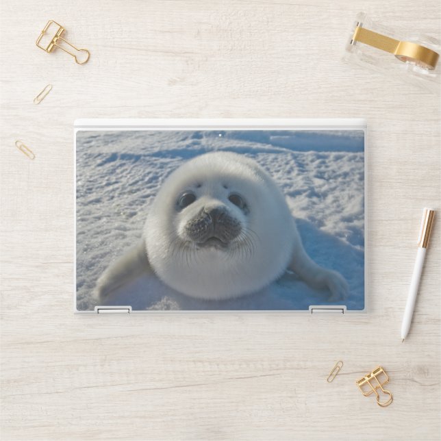 Cutest Baby Animals | Baby Seal HP Laptop Skin (Desk)