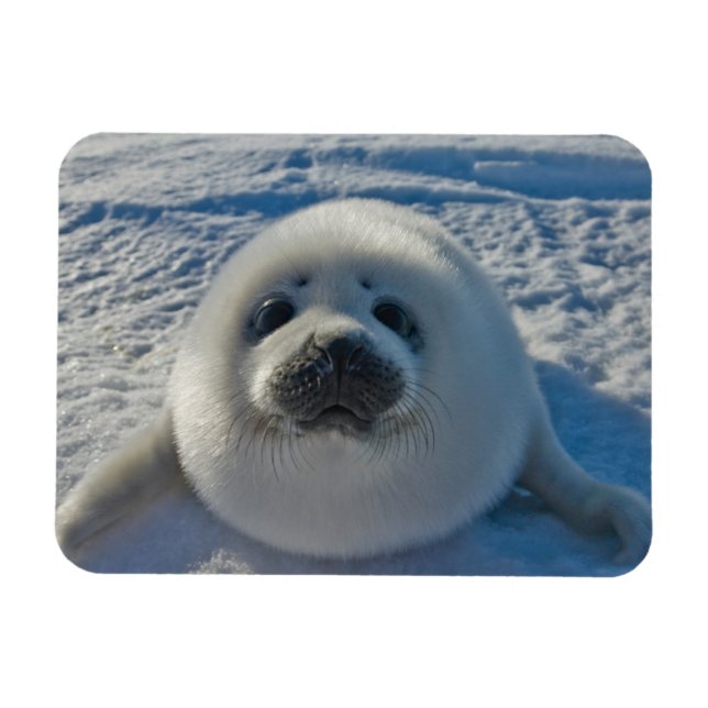Cutest Baby Animals | Baby Seal Magnet (Horizontal)