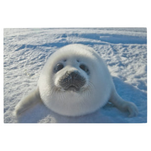Cutest Baby Animals   Baby Seal Metal Print