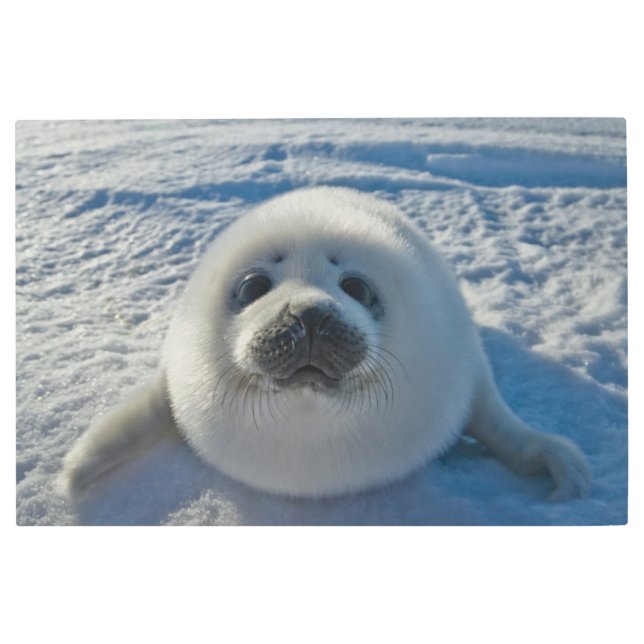 Cutest Baby Animals | Baby Seal Metal Print (Front)