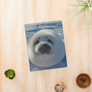 Cutest Baby Animals   Baby Seal Mini Binder