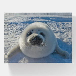 Cutest Baby Animals Baby Seal Paperweight