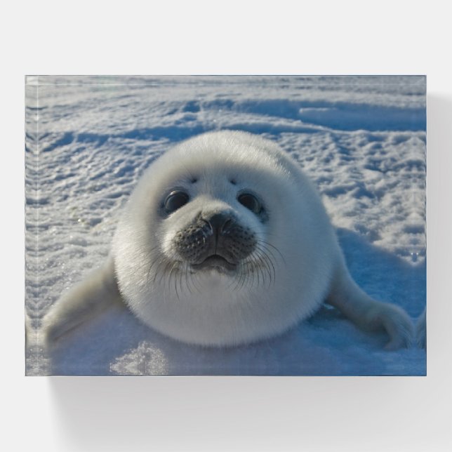 Cutest Baby Animals | Baby Seal Paperweight (Front)