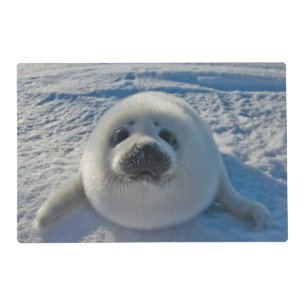 Cutest Baby Animals Baby Seal Placemat