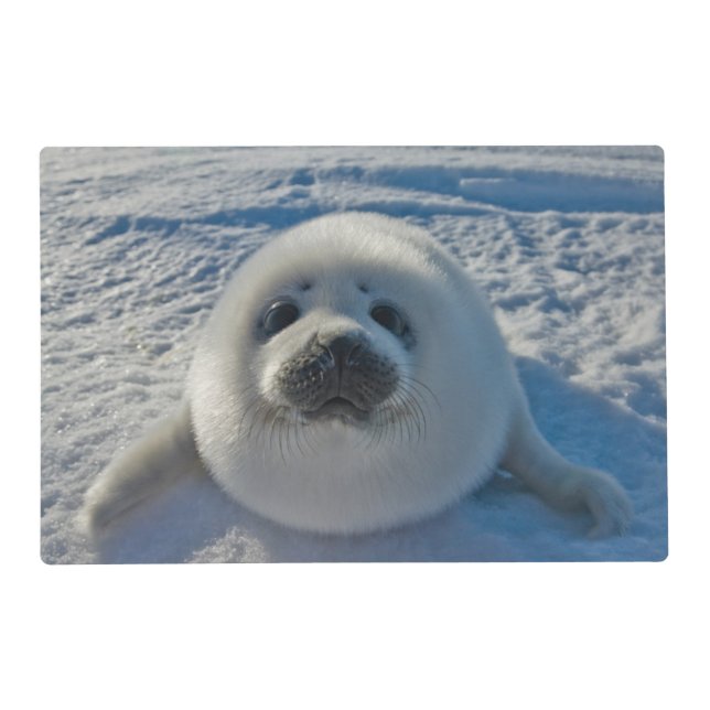 Cutest Baby Animals | Baby Seal Placemat (Front)