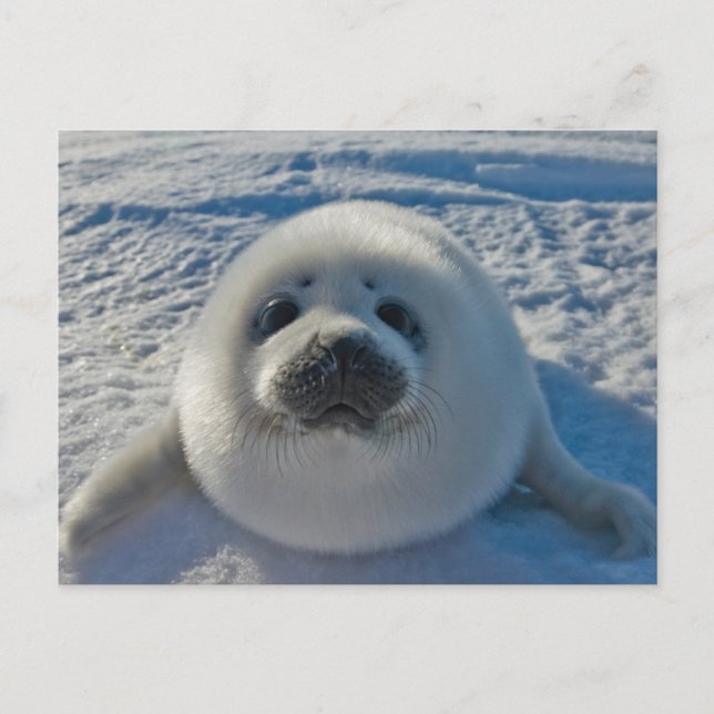 Cutest Baby Animals | Baby Seal Postcard (Front)