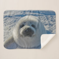 Cutest Baby Animals | Baby Seal