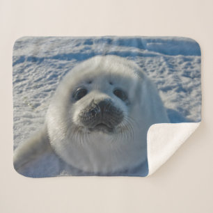 Cutest Baby Animals   Baby Seal Sherpa Blanket