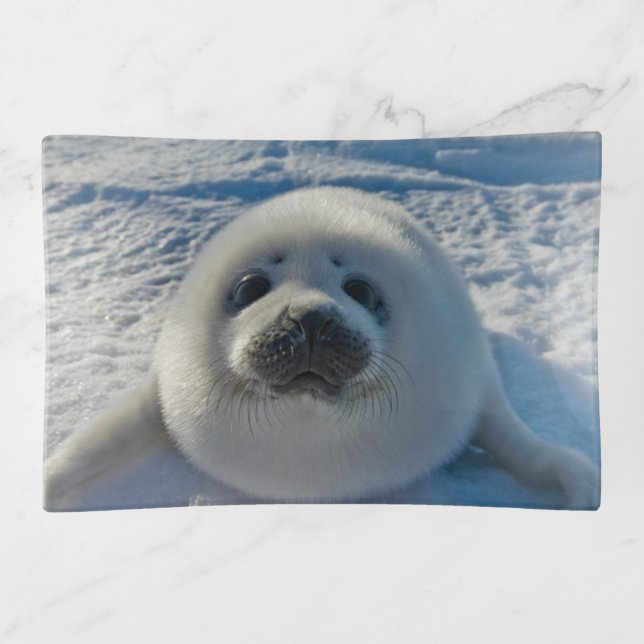 Cutest Baby Animals | Baby Seal Trinket Tray (Front)