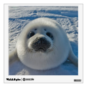 Cutest Baby Animals   Baby Seal Wall Decal