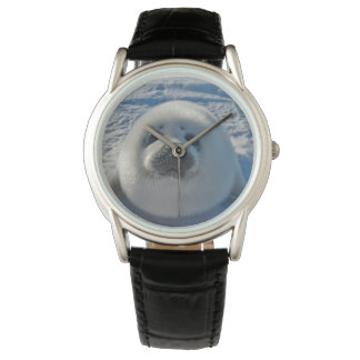 Cutest Baby Animals | Baby Seal Watch