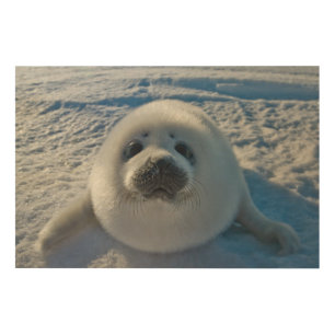 Cutest Baby Animals Baby Seal Wood Wall Art