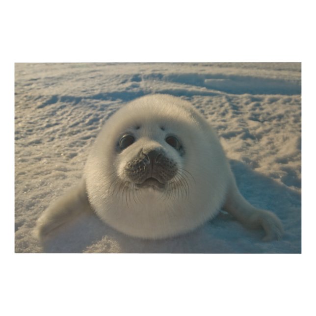 Cutest Baby Animals | Baby Seal Wood Wall Art (Front)