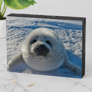 Cutest Baby Animals Baby Seal Wooden Box Sign