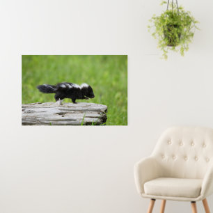 Cutest Baby Animals   Baby Skunk Foam Board