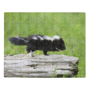 Cutest Baby Animals Baby Skunk Jigsaw Puzzle