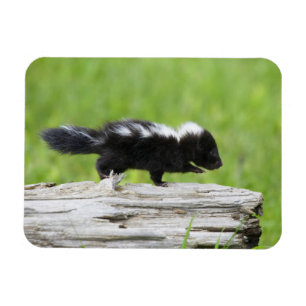 Cutest Baby Animals Baby Skunk Magnet