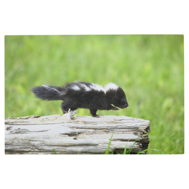 Cutest Baby Animals | Baby Skunk Metal Print (Front)