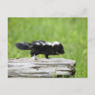 Cutest Baby Animals | Baby Skunk Postcard