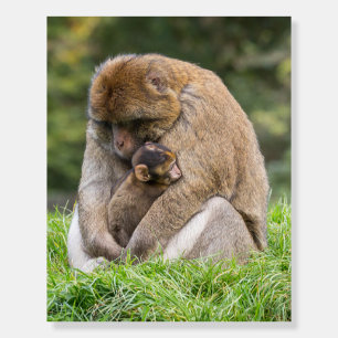 Cutest Baby Animals Barbary Macaque Family Foam Board
