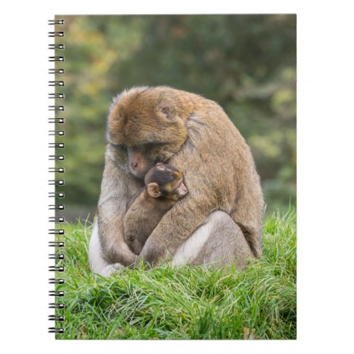 Cutest Baby Animals  Barbary Macaque Family Notebook