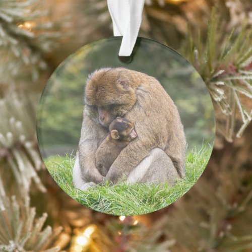 Cutest Baby Animals  Barbary Macaque Family Ornament