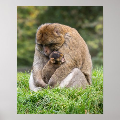 Cutest Baby Animals  Barbary Macaque Family Poster