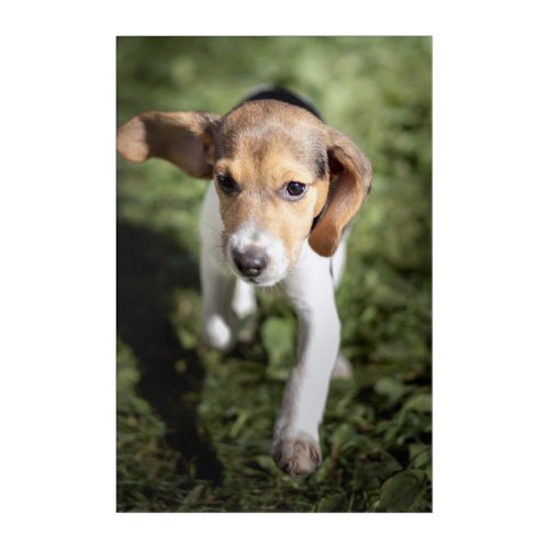 Cutest Baby Animals  Beagle Puppy Acrylic Print