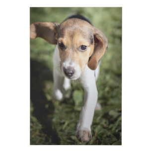 Cutest Baby Animals Beagle Puppy Faux Canvas Print