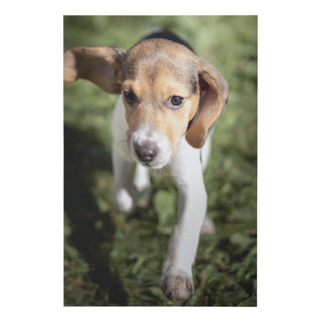 Cutest Baby Animals | Beagle Puppy Faux Canvas Print (Front)