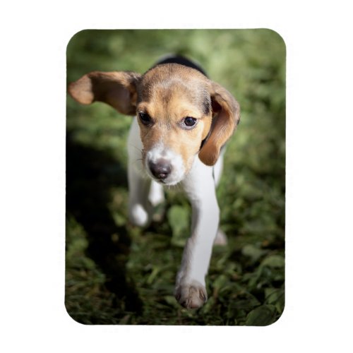Cutest Baby Animals  Beagle Puppy Magnet