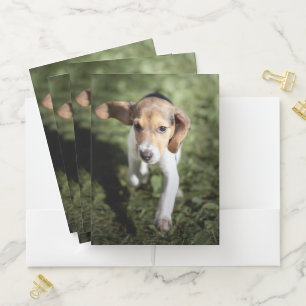 Cutest Baby Animals   Beagle Puppy Pocket Folder