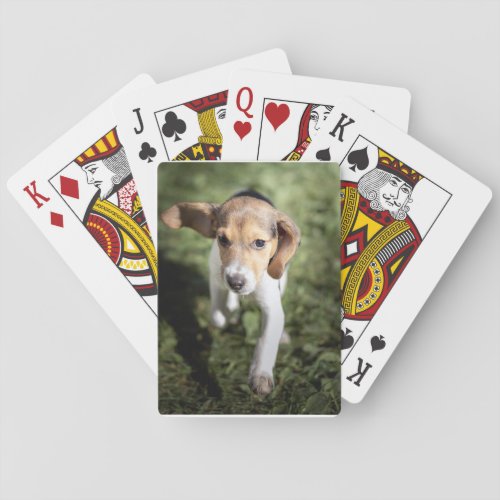 Cutest Baby Animals  Beagle Puppy Poker Cards